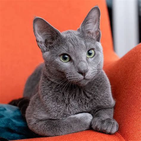 Are Russian Blue Cats Hypoallergenic? - Petrapedia