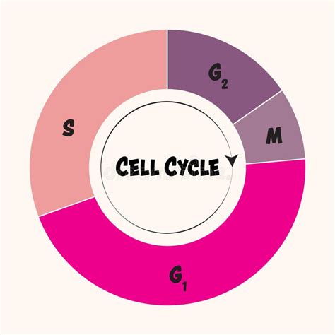 Cell cycle phases stock vector. Illustration of organism - 250761612