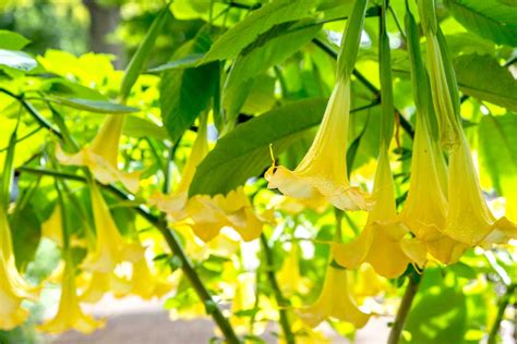 How to Grow and Care for Angel's Trumpet (Brugmansia)