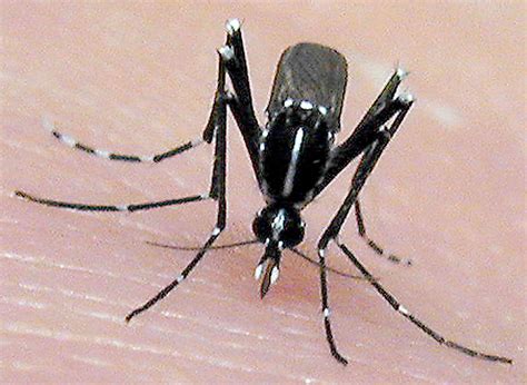 Florida’s Mosquito Season: How to Protect yourself from Mosquito-Borne ...