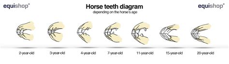 Horse Teeth Age