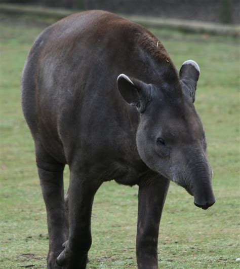 ENCYCLOPEDIA OF ANIMAL FACTS AND PICTURES: TAPIR