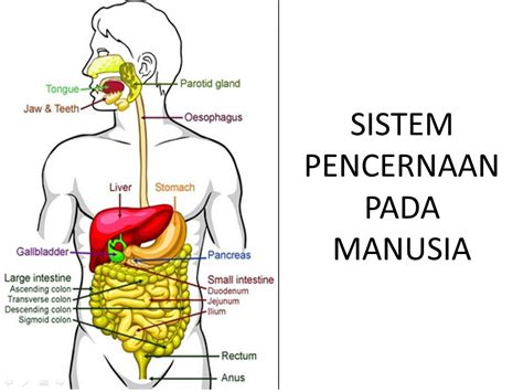 Apa Fungsi Sistem Pencernaan Pada Manusia - Homecare24