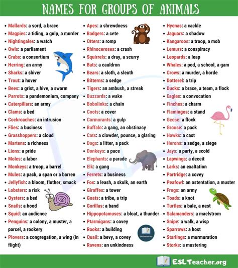 Groups of Animals in English | Animal groups, Cool names, Vocabulary ...