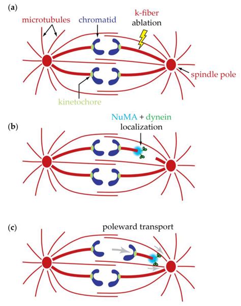 Biology | Free Full-Text | Anaphase A: Disassembling Microtubules Move ...