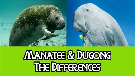 Manatee & Dugong - The Differences - YouTube