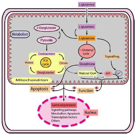 Molecular mechanisms by which glutamine or glutamine metabolism may ...