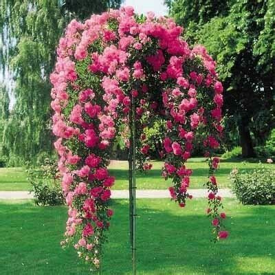 Weeping china doll rose tree | Rose trees, Plants, Flower garden