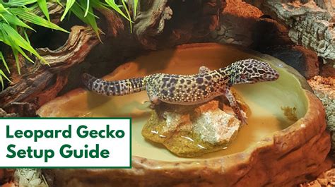 How to Set up a Leopard Gecko Habitat: Step-By-Step Beginner's Guide