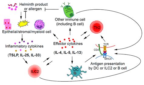 IJMS | Free Full-Text | CD4 T Helper Cell Subsets and Related Human ...