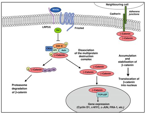 Beta Catenin Signaling Pathway