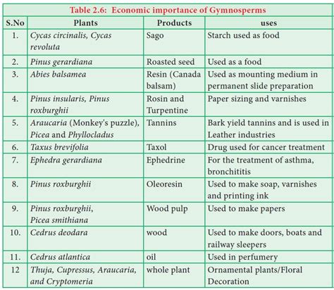 Gymnosperms - Characteristic features, Classification, Economic ...