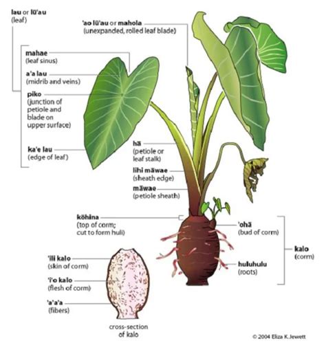 Two2 Taro Elephant Ear Tubers coco Yam Colocasia Esculenta Edible Eddoe ...