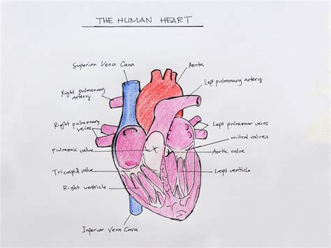 How to Draw the Internal Structure of the Heart (with Pictures)