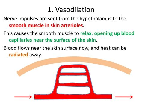 PPT - Thermoregulation PowerPoint Presentation - ID:472302