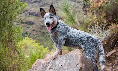 Australian Cattle Dog Blue Heeler Art Print Of Painting 12x16 | atelier ...