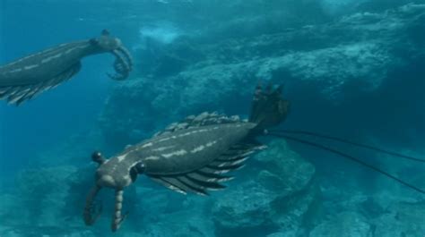 ExtinctWiki: Anomalocaris