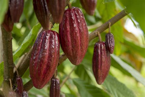 How’s your cacao? Some challenges and recommendations in local cacao ...