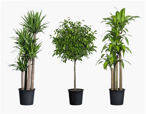 Home Depot Have House Plants , Png Download - Transparent Indoor Plants ...