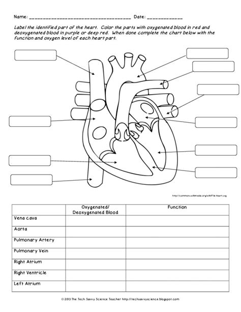 Image result for heart labeling worksheet | Human body worksheets, Body ...