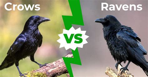 Common Raven Vs American Crow