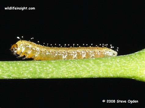 Orange–tip Butterfly and caterpillar (Anthocharis cardamines ...