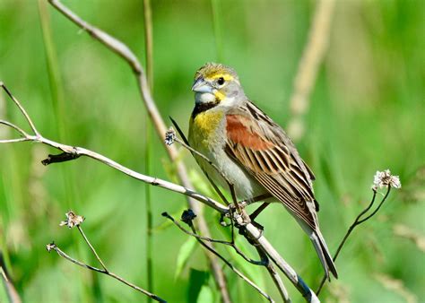 Dickcissel Print - Bird Photography 71-2244