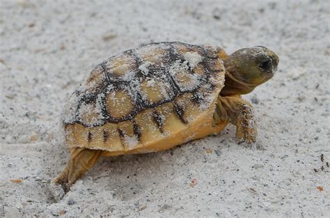 BABY GOPHER TORTOISE | Egmont Key State Park Hillsborough Co… | Mike ...