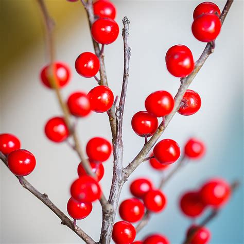 Ilex Berries | Flowers by Flourish