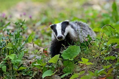 Badger Habitat | Assorted Animals