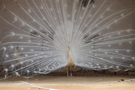 White Peacock Dancing in Happy Mood. Stock Image - Image of wings ...