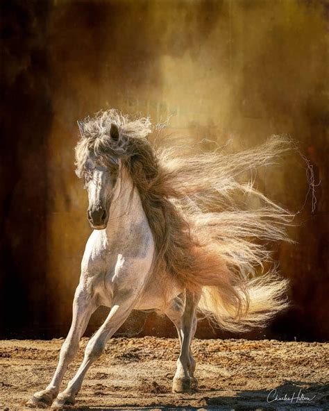 Andalusian (Photo by: Charles Hilton Photography) | Beautiful horses ...