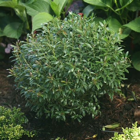 Ilex glabra 'Gem Box' - Horsford Gardens and Nursery