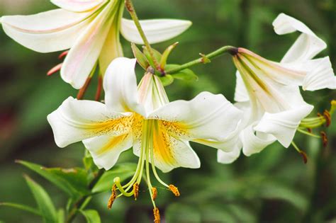 14 Beautiful Lily Varieties for Your Garden