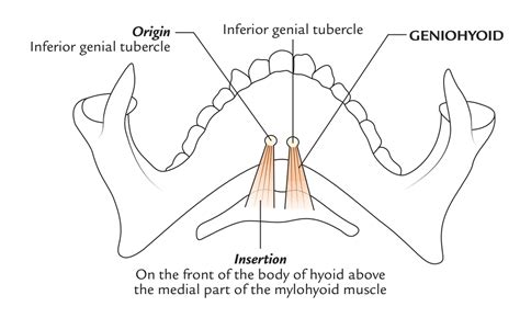 Geniohyoid Muscle – Earth's Lab