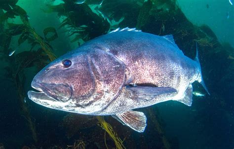 Giant Sea Bass: For Lunch or Dive Buddy? - The Santa Barbara Independent