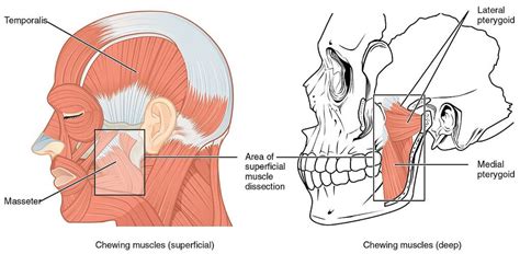 Sphenoid Bone - The Definitive Guide | Biology Dictionary