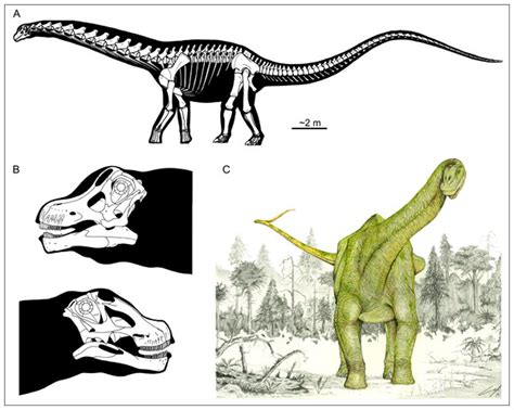 What do giant titanosaur dinosaurs and modern Australasian megapodes ...