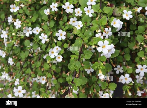 Chaenostoma cordatum ‘Snowflake’ Bacopa Snowflake – very small white ...