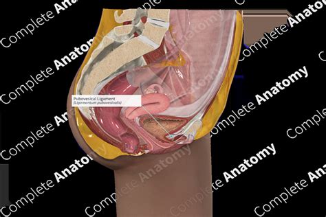 Pubovesical Ligament | Complete Anatomy