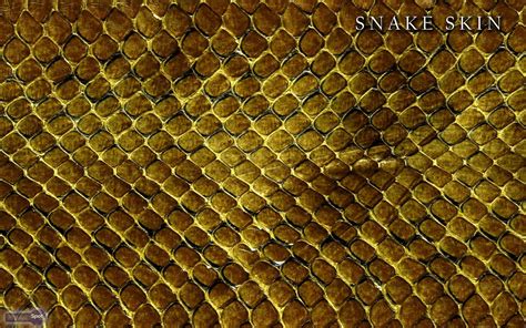 Snake Skin Wallpapers - Wallpaper Cave