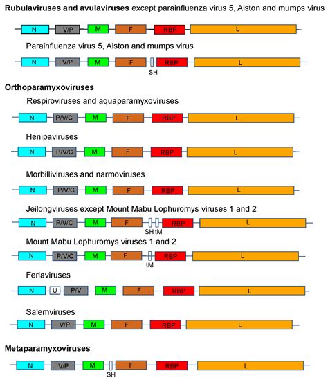 Family: Paramyxoviridae | ICTV