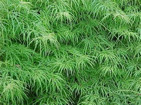 Acer palmatum var. dissectum ‘Viridis’ | Kiefer Nursery: Trees, Shrubs ...