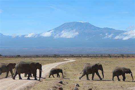 Elephants crossing in front of Mt. Kilimanjaro, dry season, Amboseli ...