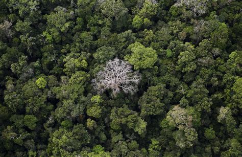 Amazon rainforest is now contributing to climate change: study | Daily ...