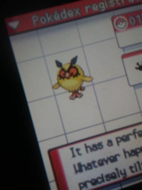 After all these years, I've finally found my first shiny! : r/pokemon