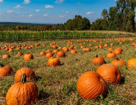 Visit These Houston-Area Pumpkin Patches This Fall | Houstonia Magazine