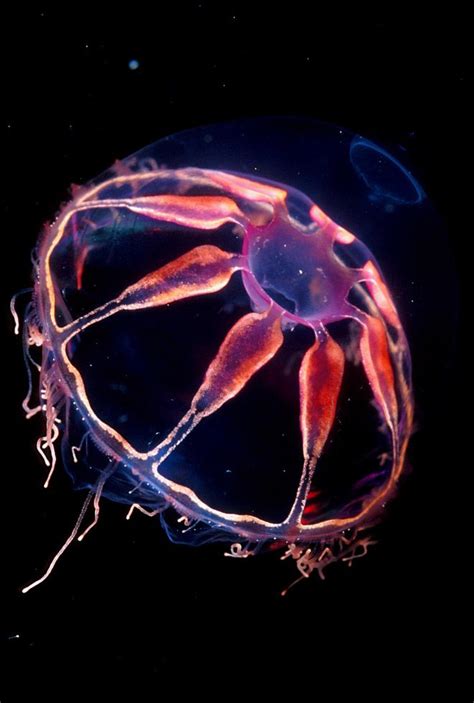 8 Beautiful Bioluminescent Creatures From the Sea | Pictures of sea ...