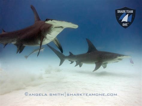 Great Hammerhead Shark Size