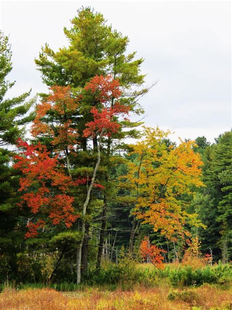 In search of fall colors in Massachusetts [OC] [4608x3456] : r/EarthPorn